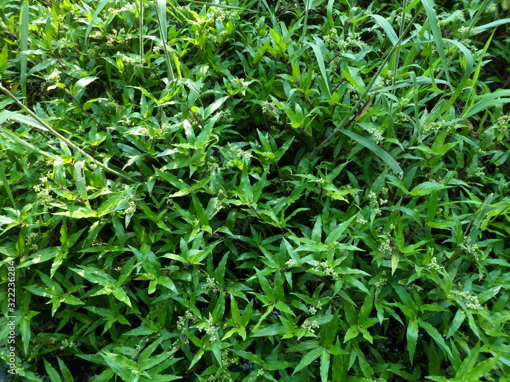 background texture, green weed, first shoots of the year background texture, green weed, first shoots of the year