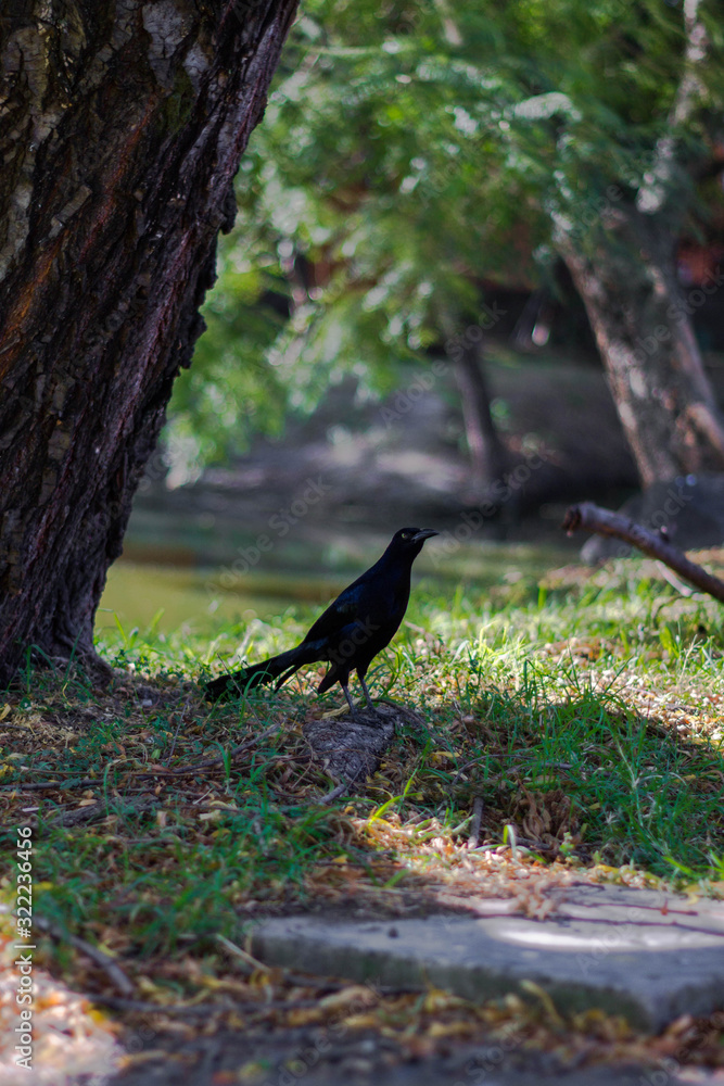 Fototapeta premium black Raven