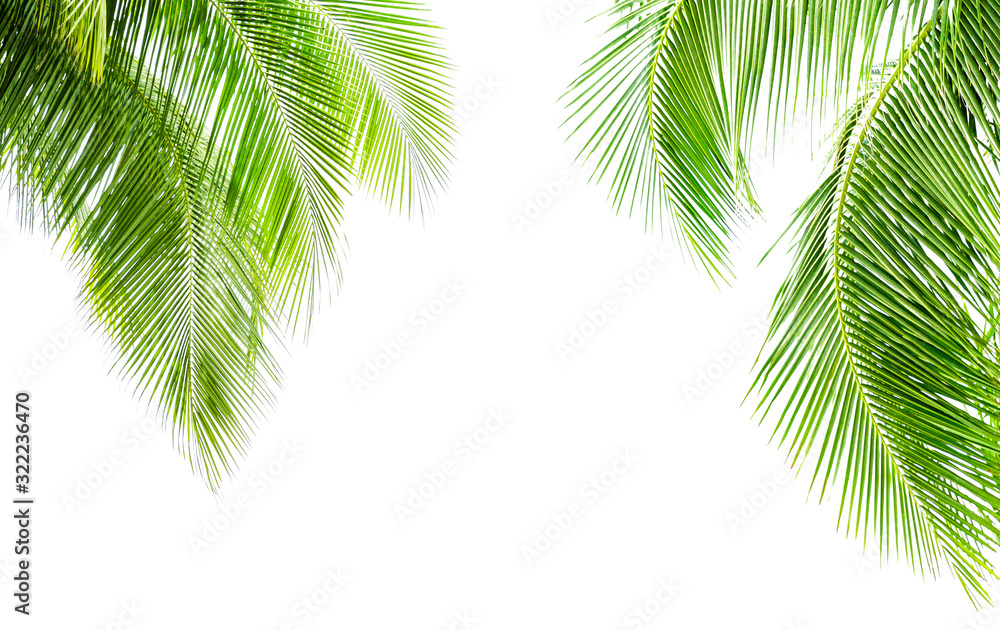 Naklejka premium Coconut palm leaf isolated on white background