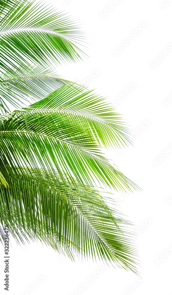 Fototapeta premium Coconut palm leaf isolated on white background