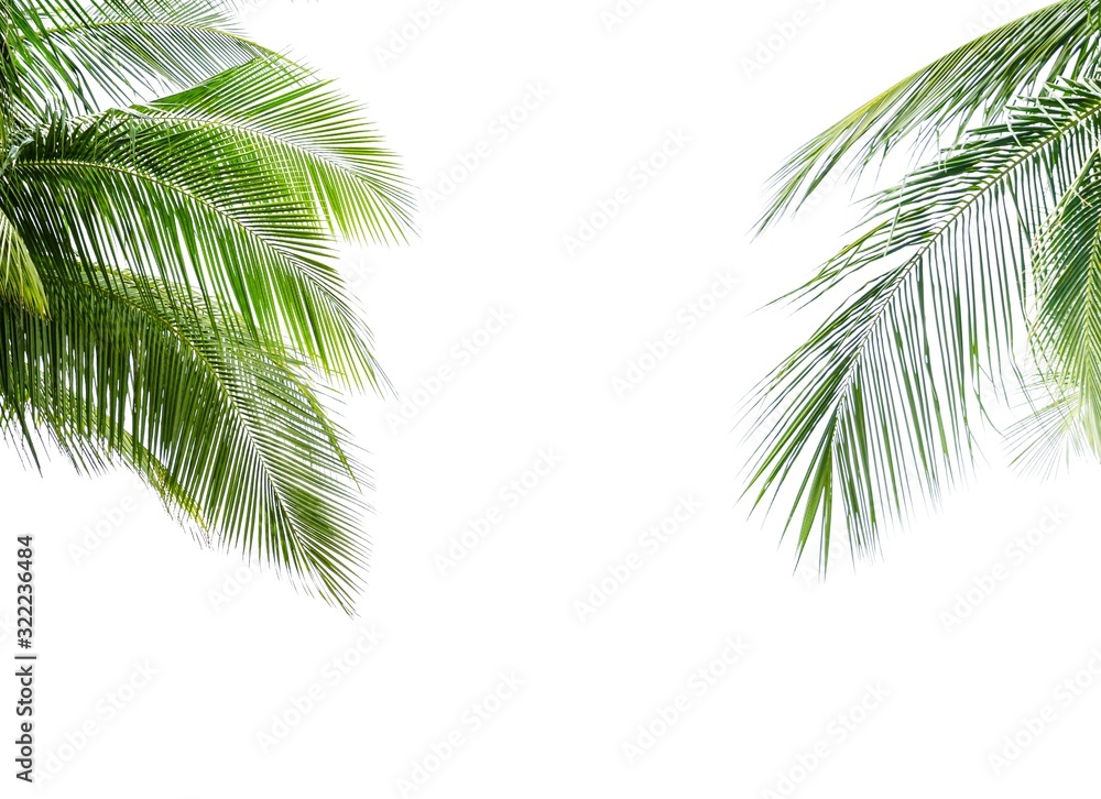Naklejka premium Coconut palm leaf isolated on white background
