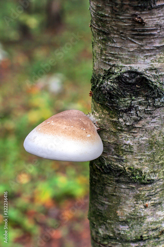 Mushroom tinder grows on birch. Mushroom white with brown. White birch with green bloom. Background of grass and earth blurred. Selective focus.