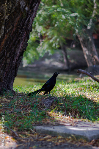 black Raven