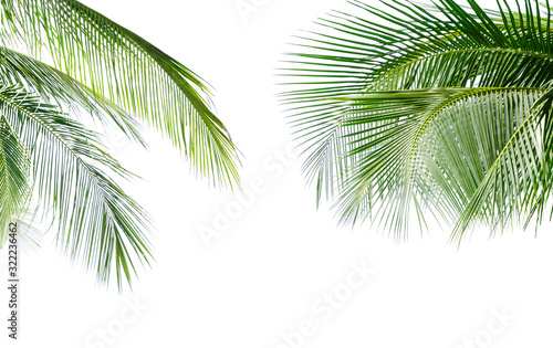 Coconut palm leaf isolated on white background © boonsom