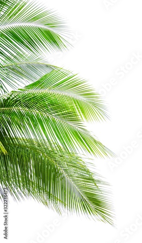 Coconut palm leaf isolated on white background © boonsom