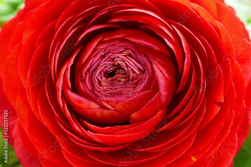 red ranunculus flower macro. red flower .Bright floral nature background.