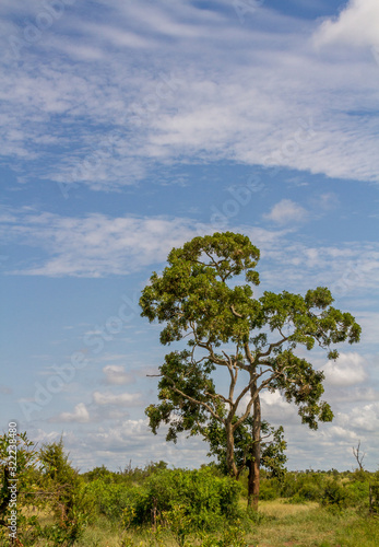 Landscape for background use with a large tree and whispy clouds image in vertical format with copy space