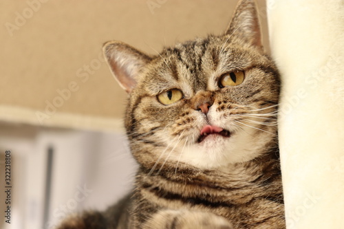 キュートだけれど切ない表情の猫アメリカンショートヘアー © chie
