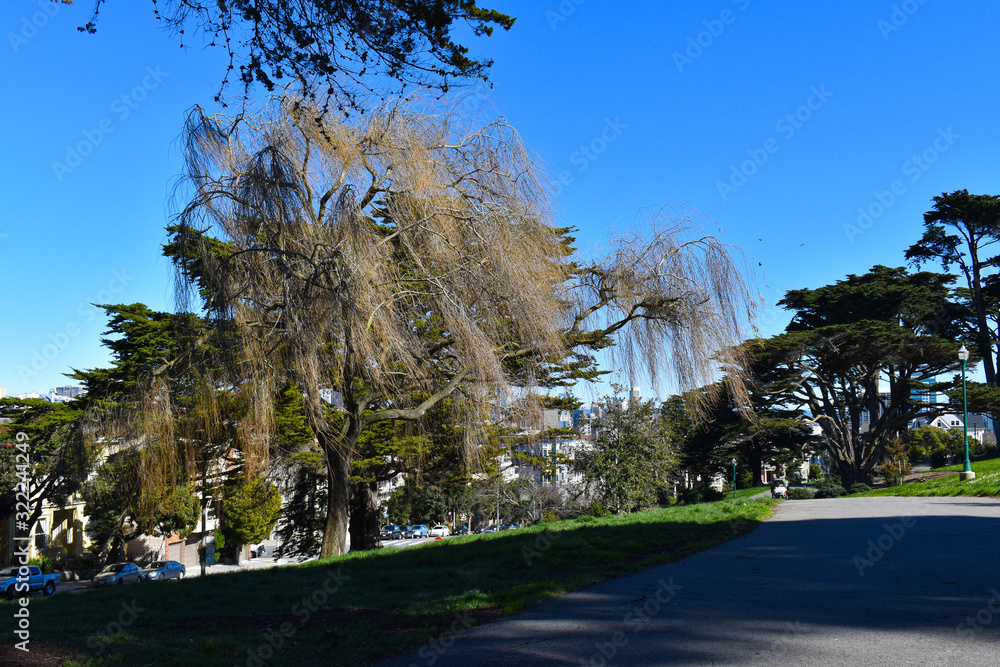 Willow tree in San Francisco's Alamo Square Park Willow tree in San Francisco's Alamo Square Park