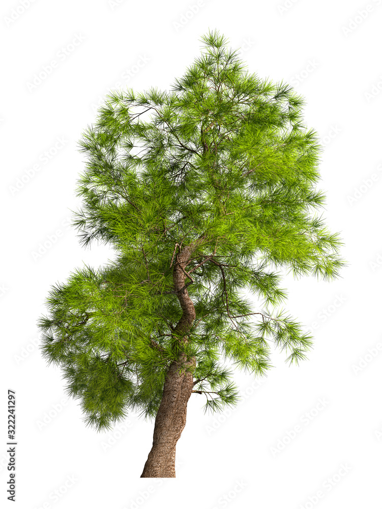 Fototapeta premium Coniferous evergreen spruce tree with a lush crown on a white background. Isolate oneself. 3D illustration.