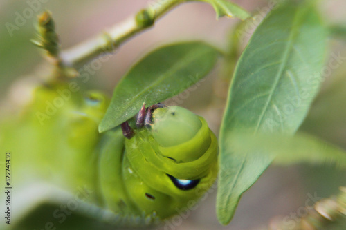 Green caterpillar, worm 