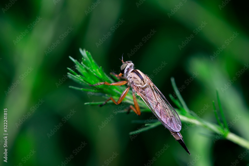assassin fly on green leaves assassin fly on green leaves