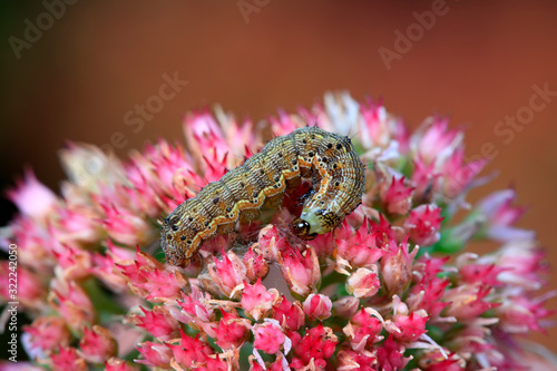 Foto Insects on Sedum Flowers