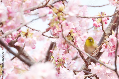 ピンク色の桜を花見するメジロの写真素材