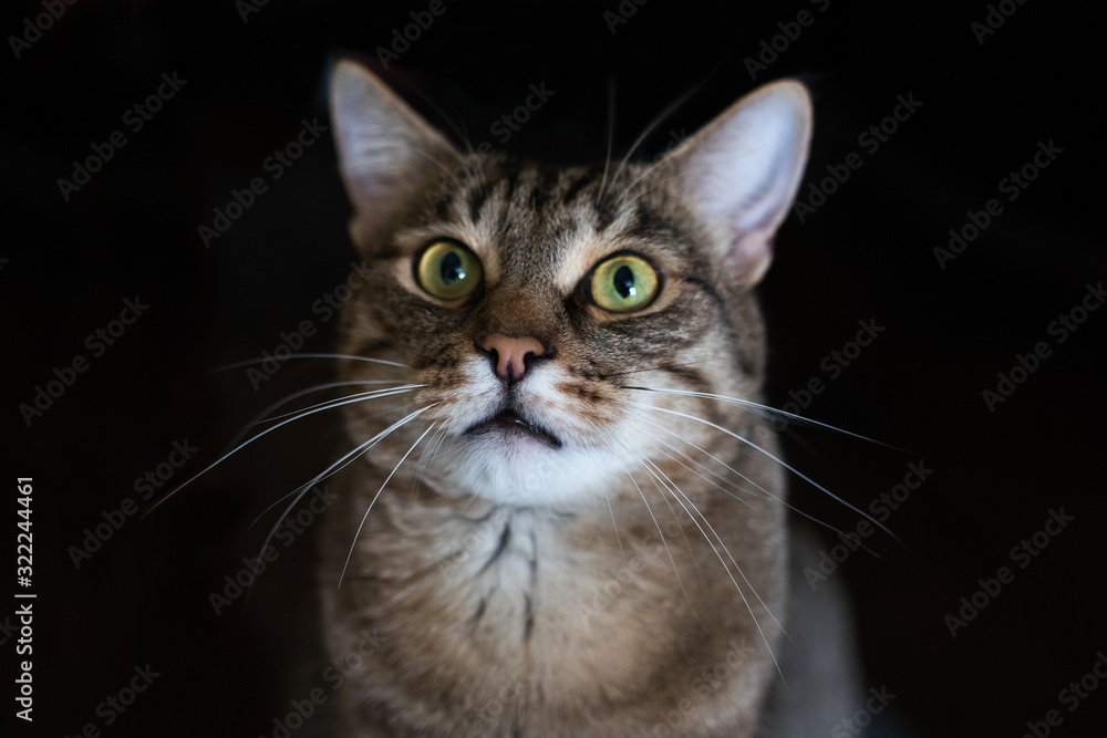 Surprised cat on a black background