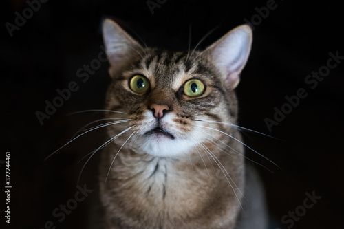 Surprised cat on a black background