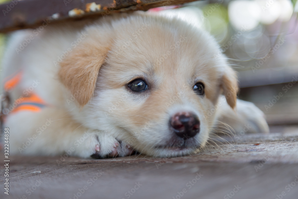 Cute small puppies are squatting and looking for play