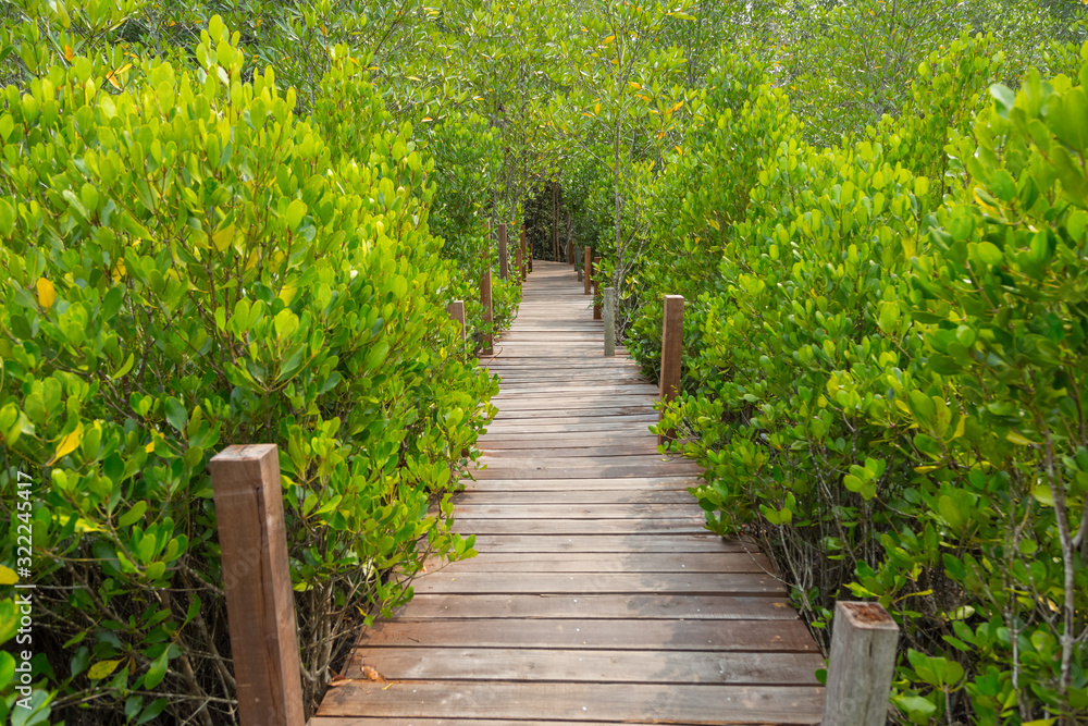 Wooden walkway  bridge to nature for relaxing in tropical forest in Thailand