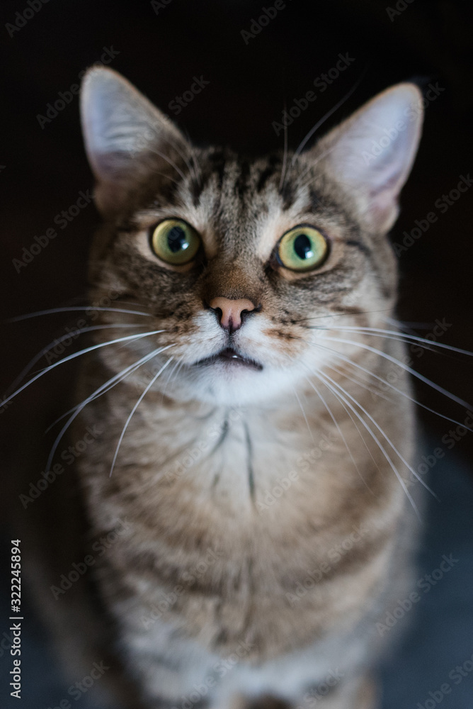 Surprised cat on a dark background