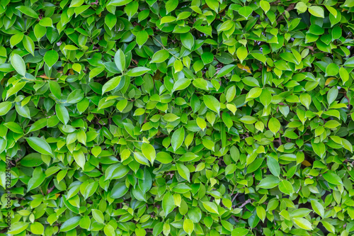 Wallpaper Mural Green Leaves nature background Torontodigital.ca