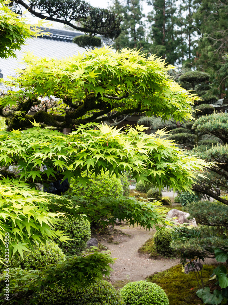 Maple tree with fresh green leaves in traditional Japanese garden in springtime Maple tree with fresh green leaves in traditional Japanese garden in springtime