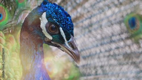 cinemagraph of a peacock portrait on a light background