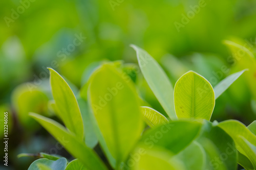 Closeup of fresh leaves on green nature