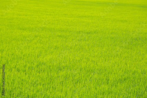 Bright green rice field nature