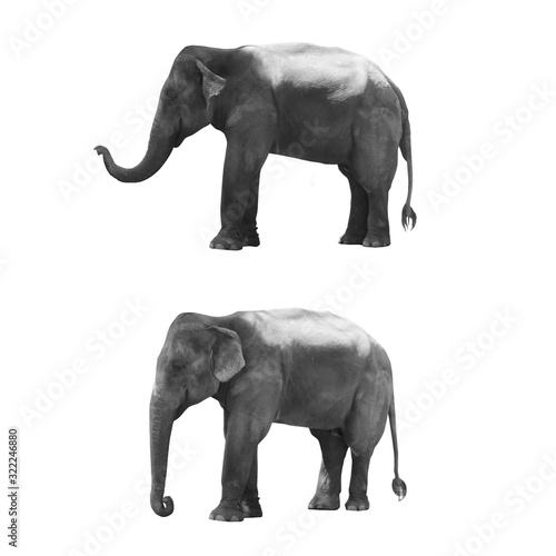 Photography Wooden hand made elephant isolated on white