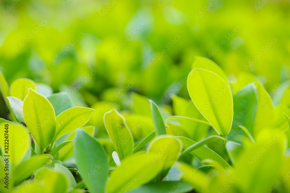 Obraz premium Closeup of fresh leaves on green nature