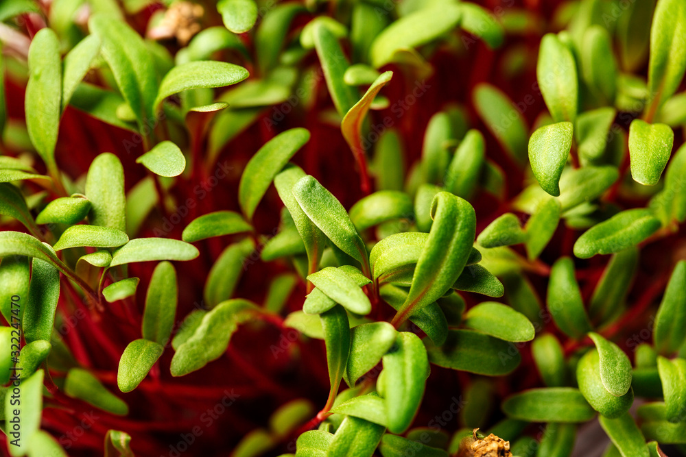 Microgreen on a white background. Healthy nutrition, eating right, diet, super food concept. Microgreen on a white background. Healthy nutrition, eating right, diet, super food concept.