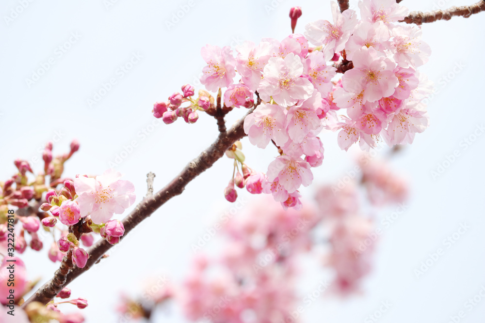 つぼみをつけた八分咲きの桜のお花見
