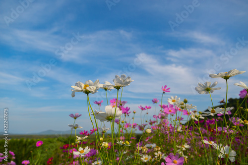 Colorful Pink and red cosmos flowers in the garden