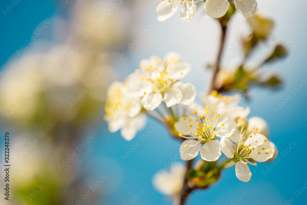 Branch with flowers of blooming cherry tree on blue sky. Spring background
