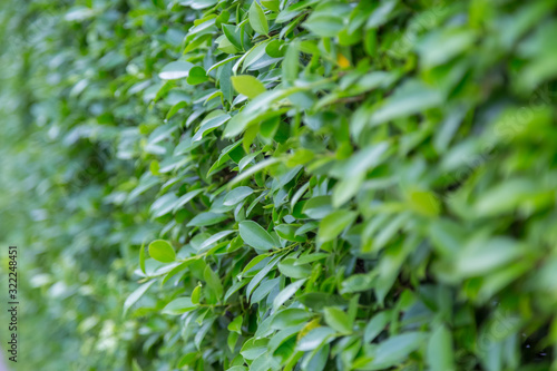 Green Leaves nature background