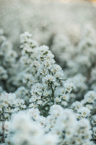 white flowers on a tree © ArdichawatSripaiboo