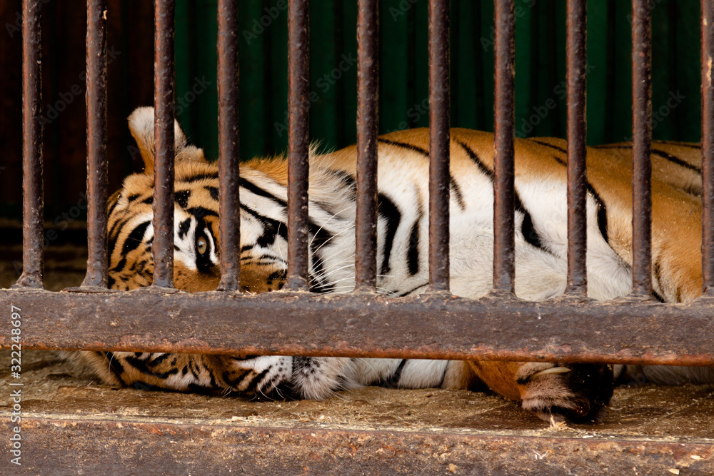 The tiger, behind bars, in a mobile zoo, in terrible conditions, with a  hopeless look, dutifully lies on the floor. Stock Photo | Adobe Stock