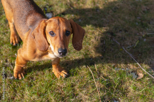 Pet breed Dachshund. Winter, snow, close-up . outside, pet