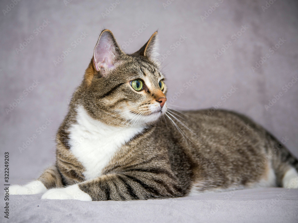 The striped smooth-haired cat lies on a gray background and looks to the side.