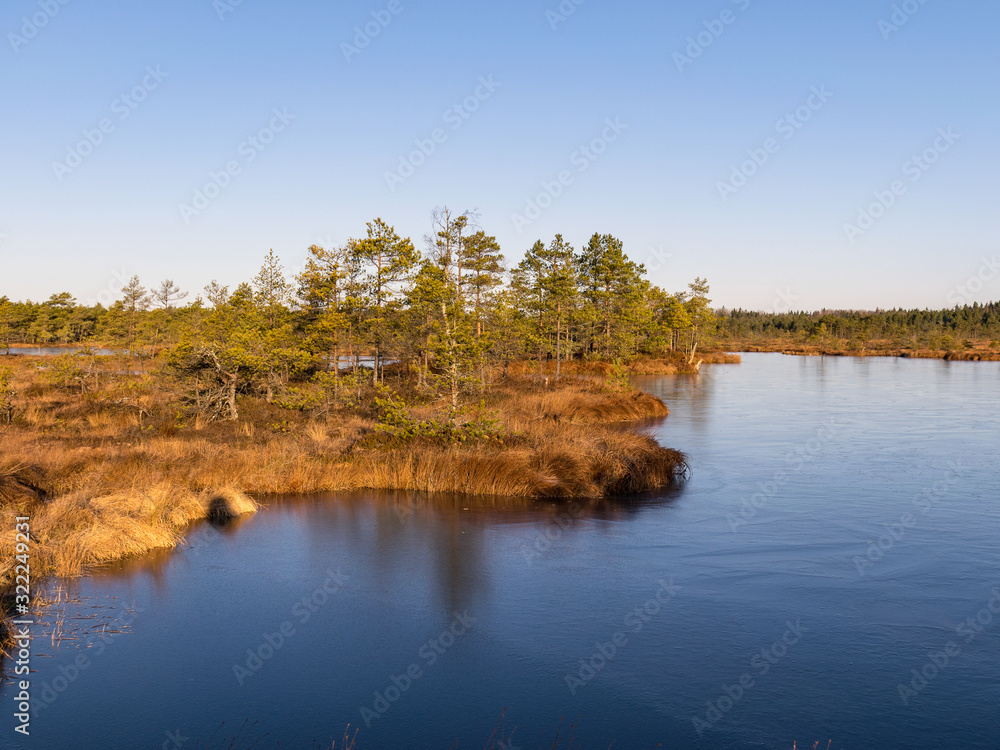 beautiful bog landscape in the morning