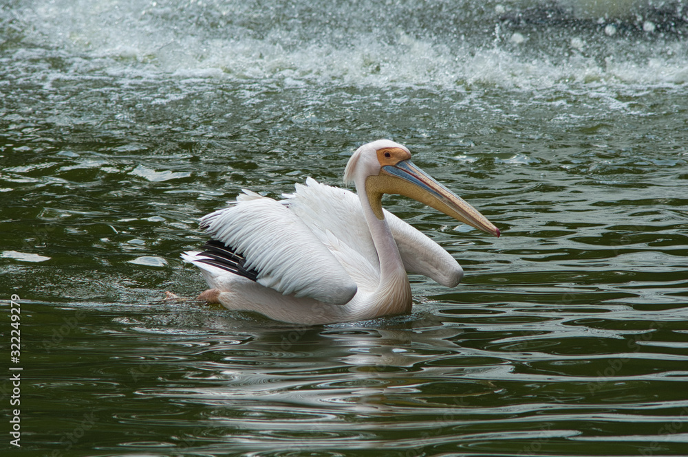 Pelican swimming in a river near a waterfall Pelican swimming in a river near a waterfall