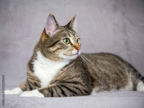 The striped smooth-haired cat lies on a gray background and looks to the side.
