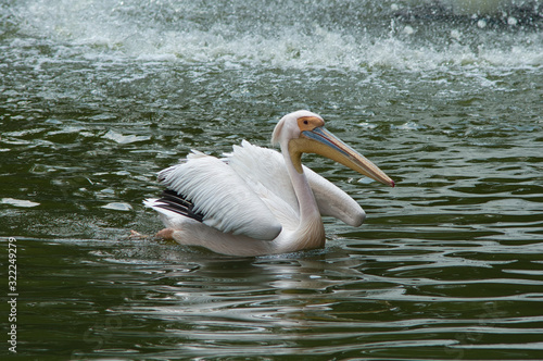 Pelican swimming in a river near a waterfall