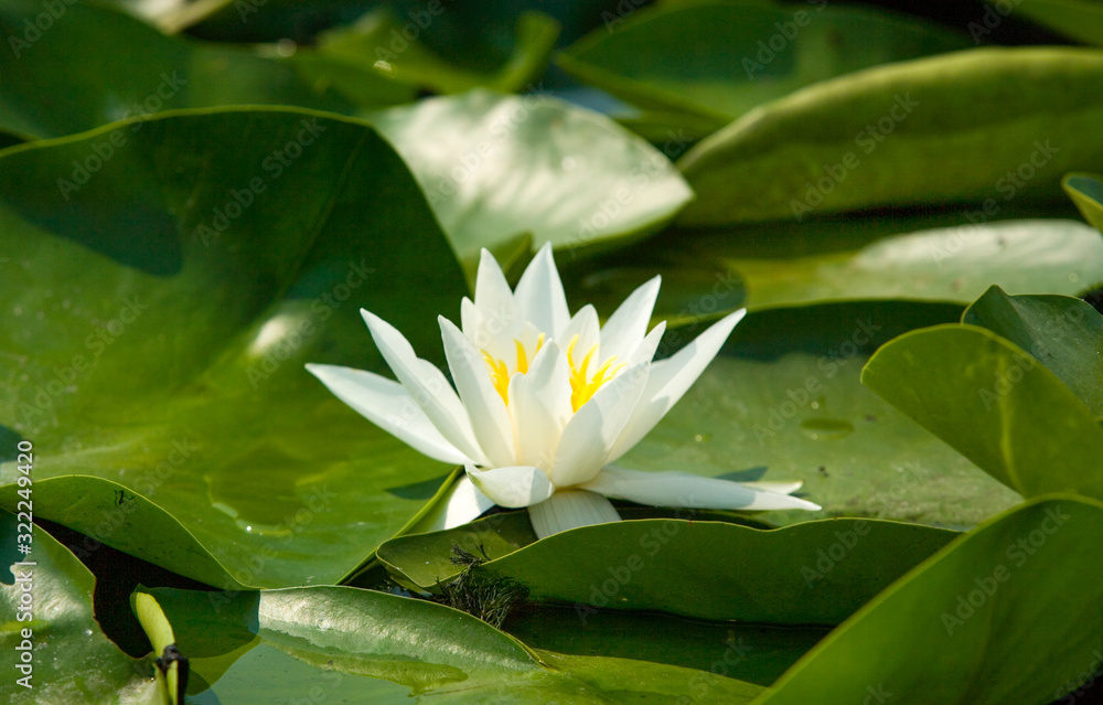 White water lily (Nymphaéa). delta of the Volga river. Summer White water lily (Nymphaéa). delta of the Volga river. Summer