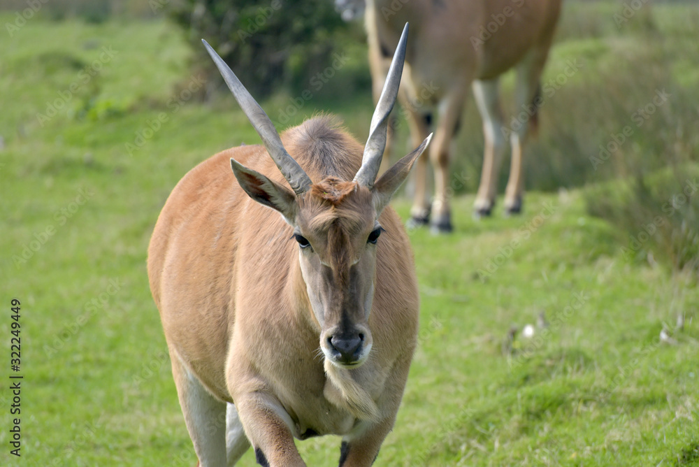 Common eland, Taurotragus oryx, Common eland, Taurotragus oryx,