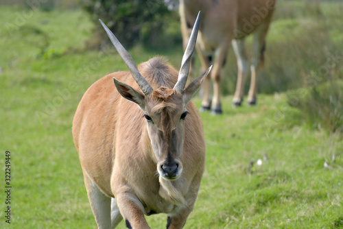 Common eland, Taurotragus oryx, 
