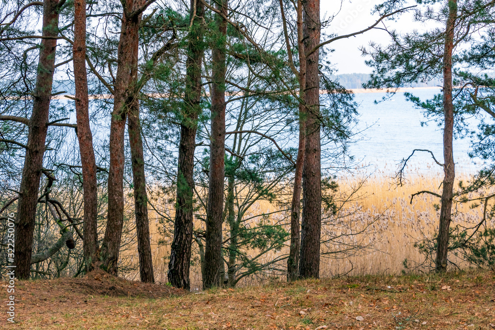 Pine trees on the sand dunes, coast of the lake in winter. Nature park in Europe Pine trees on the sand dunes, coast of the lake in winter. Nature park in Europe