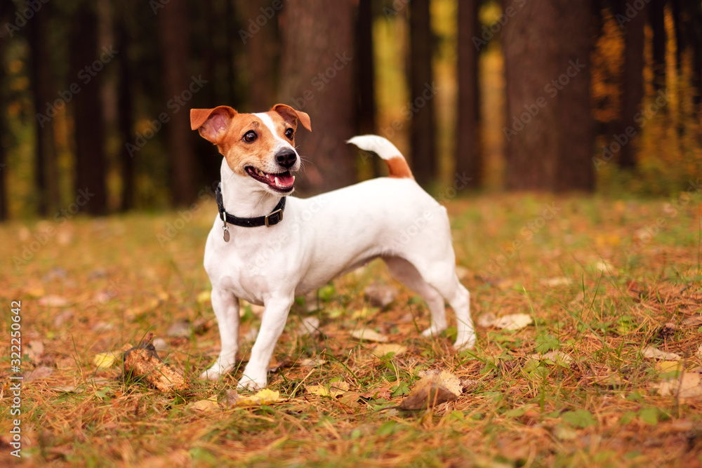 jack russell in the autumn forest jack russell in the autumn forest