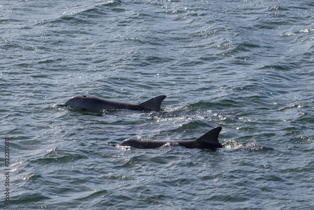Fototapeta premium Wild dolphins in the marina at Whyalla harbour, South Australia