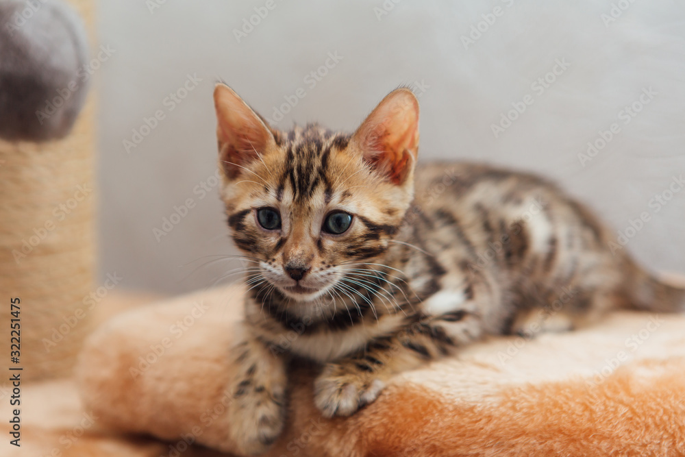 Little cute bengal kitten sitting on a soft cat's shelf.